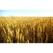 Пшеница для проращивания, 1 кг. (Россия)